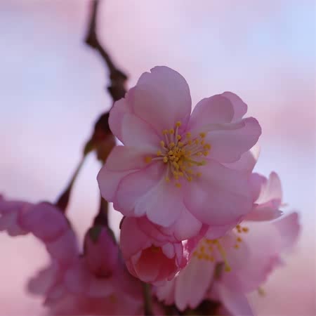 Flowering Cherry 'Accolade'