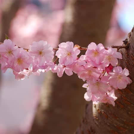 Flowering Cherry 'Accolade'