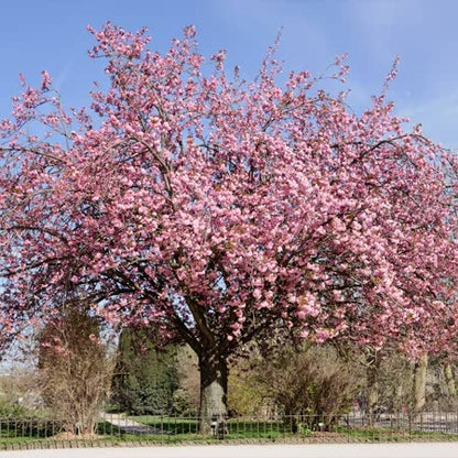Flowering Cherry 'Accolade'