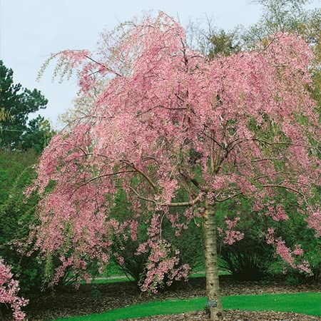 Flowering Cherry Tree 'Rubra'