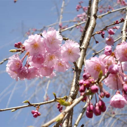 Flowering Cherry Tree 'Rubra'