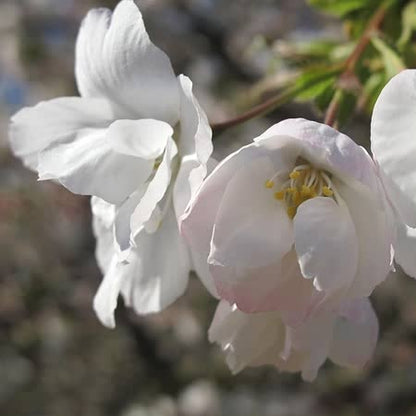 Flowering Cherry Tree 'Shirotae'