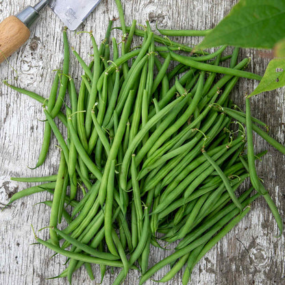 French Bean Dwarf Seeds 'Faraday'