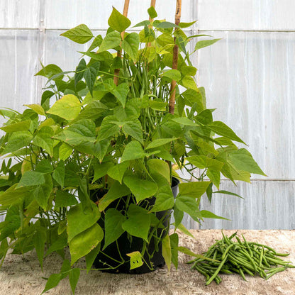 French Bean Dwarf Seeds 'Faraday'