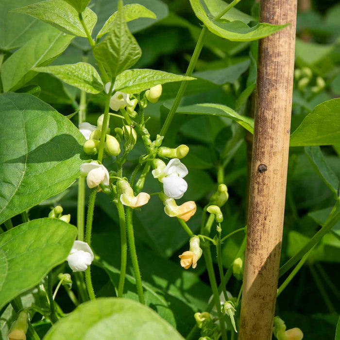 French Bean Dwarf Seeds 'Faraday'