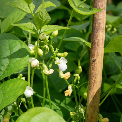 French Bean Dwarf Seeds 'Faraday'