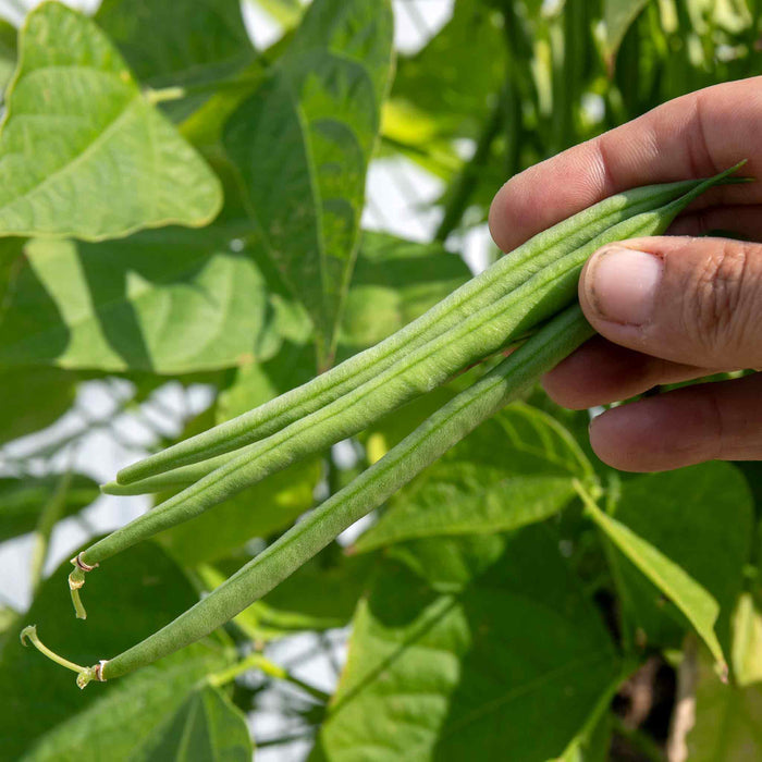French Bean Dwarf Seeds 'Faraday'