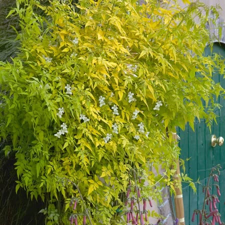 Jasmine 'Sunbeam'