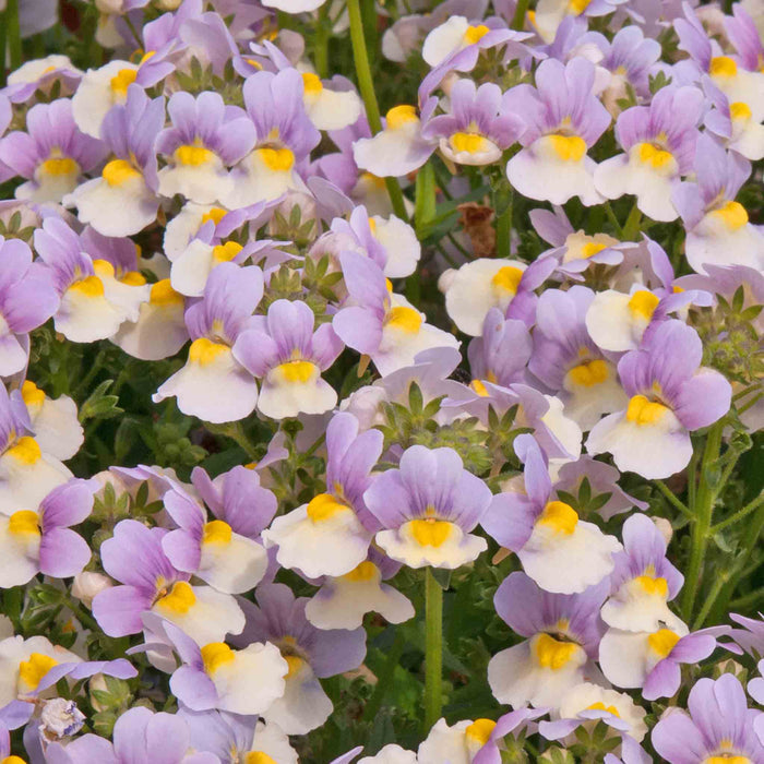 Nemesia 'Easter Bonnet'