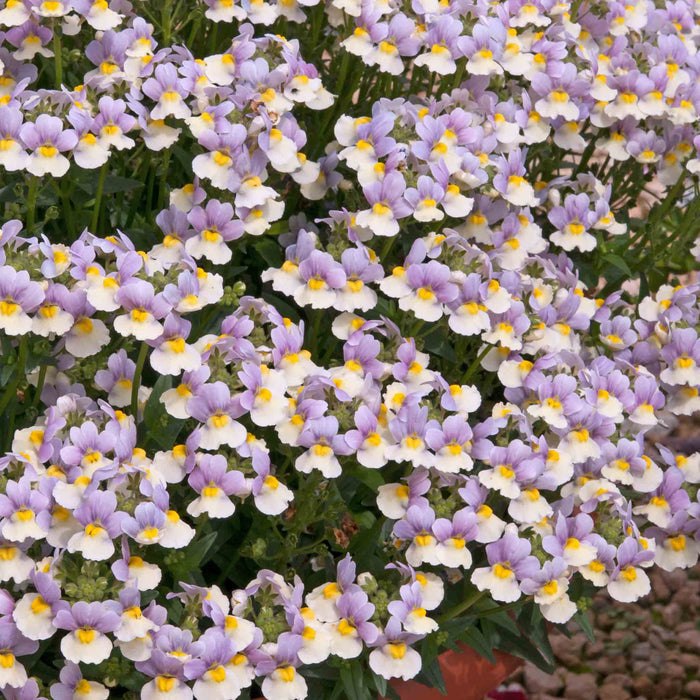 Nemesia 'Easter Bonnet'