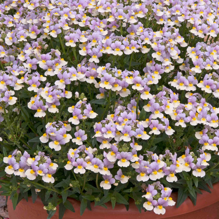 Nemesia 'Easter Bonnet'