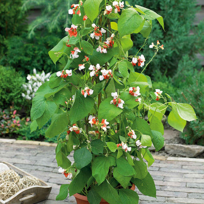 Runner Bean Dwarf  Seeds 'Hestia'