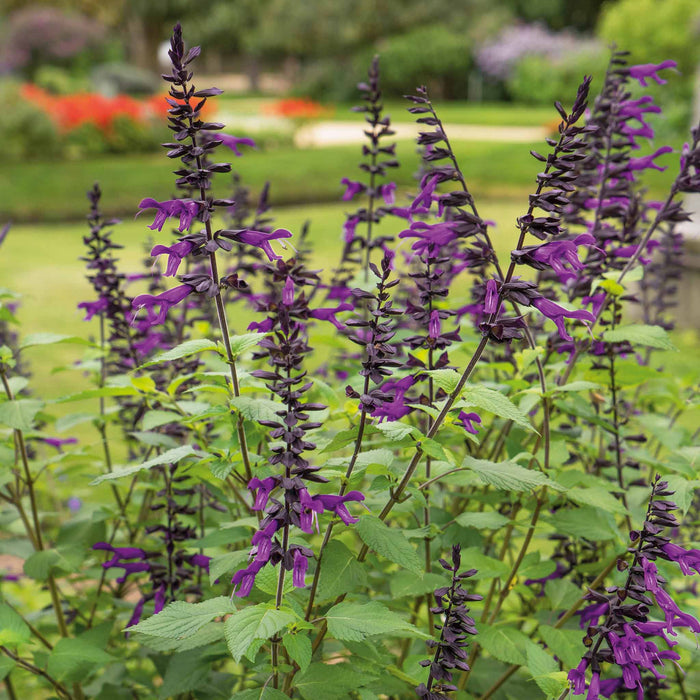 Salvia 'Amistad'