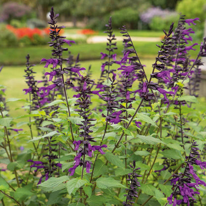 Salvia 'Amistad'