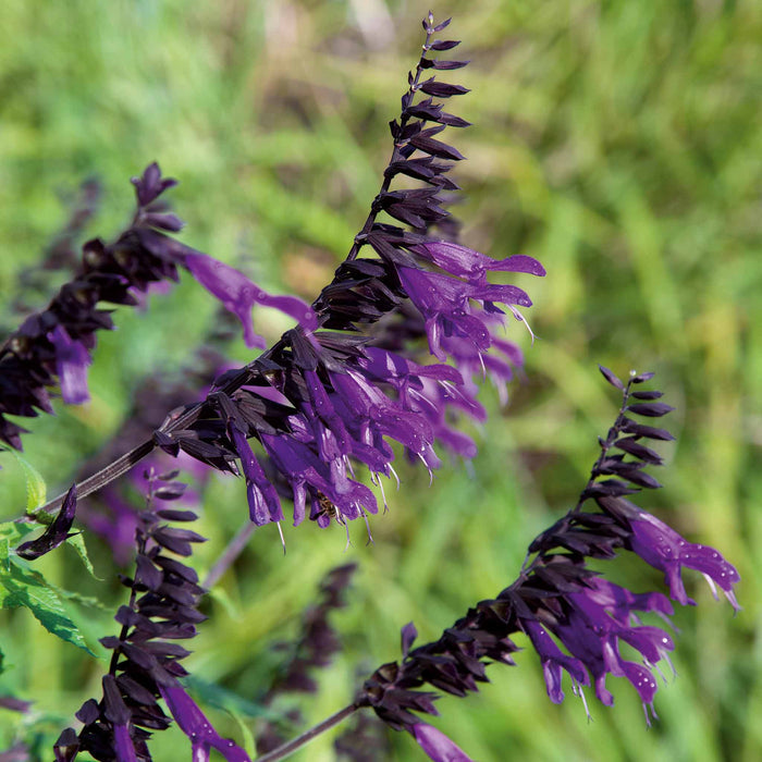 Salvia 'Amistad'