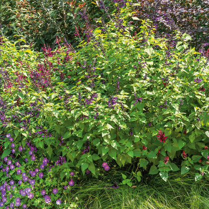 Salvia 'Amistad'