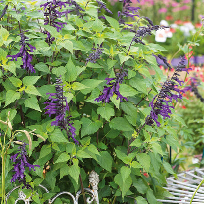 Salvia 'Amistad'