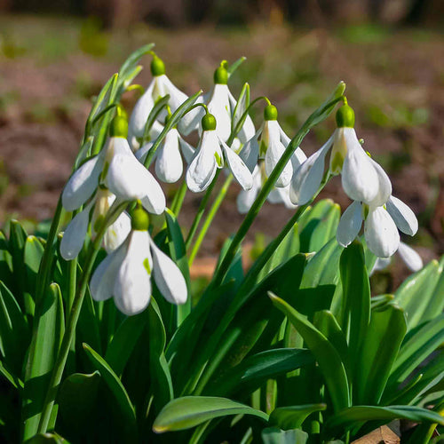 White snowdrop flowers with green leaves on a blurred natural background