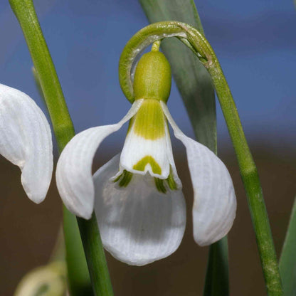 Close-up of a white flower with green stems and leaves against a blurred natural background
