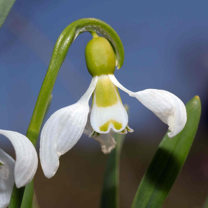 Close-up of a snowdrop flower with a blurred blue background