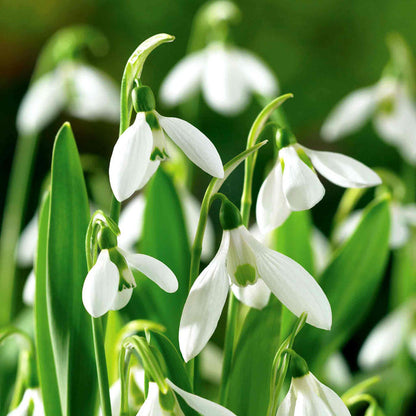 White flowers with green leaves on a blurred green background