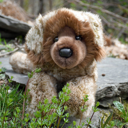 Thor - Leonberger, medium