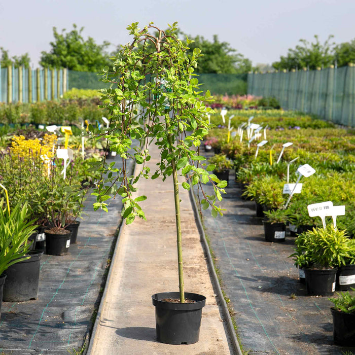 Salix Kilmarnock Weeping Willow Tree - 4 Ltr