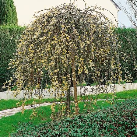 Weeping Willow Tree