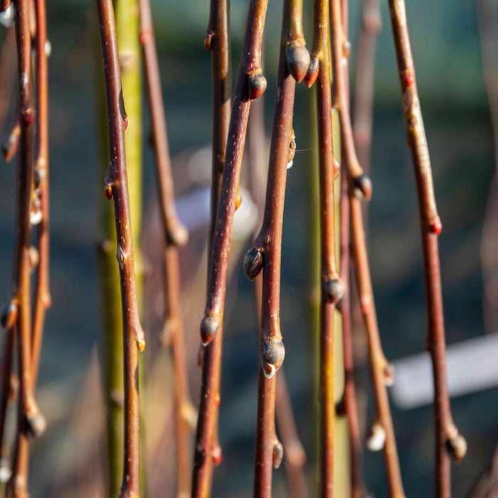 Weeping Willow Tree