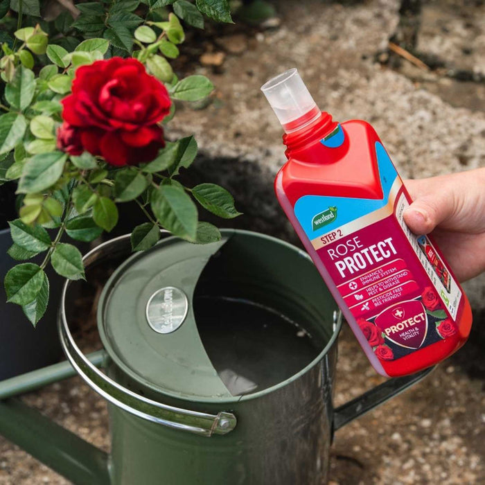 Westland Rose Feed & Protect 500ml Duo Pack